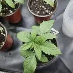 Sugar Cane #2 - In House Genetics