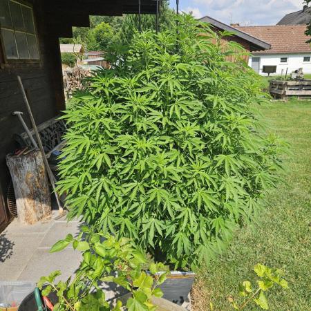Slushberry Mintz - Outdoor vs Indoor