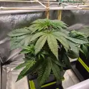 Sugar Cane #3 - In House Genetics