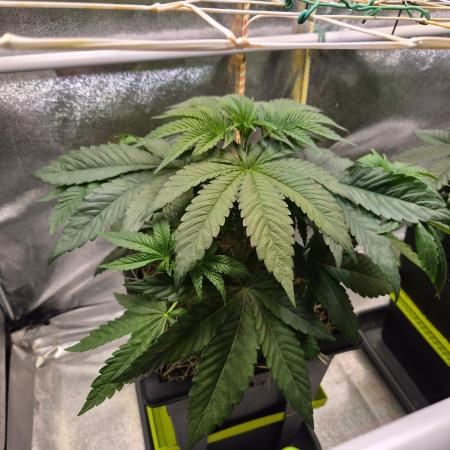 Sugar Cane #3 - In House Genetics