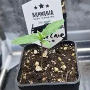 Sugar Cane #3 - In House Genetics