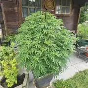 Slushberry Mintz - Outdoor vs Indoor