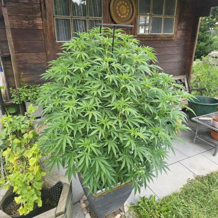 Slushberry Mintz - Outdoor vs Indoor