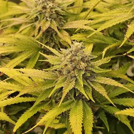 Gelato-K