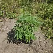 Strawberry Guawa - Guerilla Grow