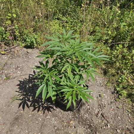 Strawberry Guawa - Guerilla Grow