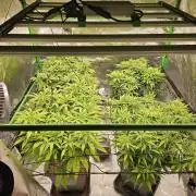 Midnight Lemonade - HNNY HMP