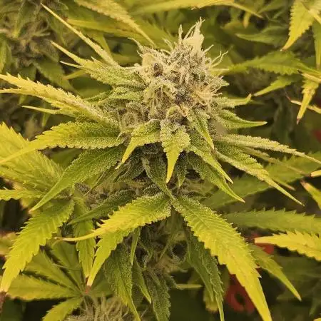 Gelato-K