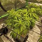 Midnight Lemonade - HNNY HMP