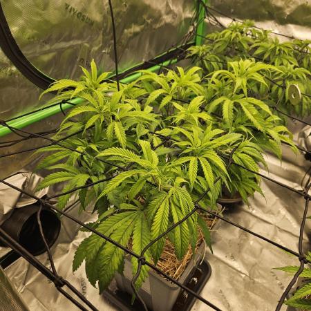 Midnight Lemonade - HNNY HMP