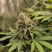 Geist Grow – Geist Grow OG S1
