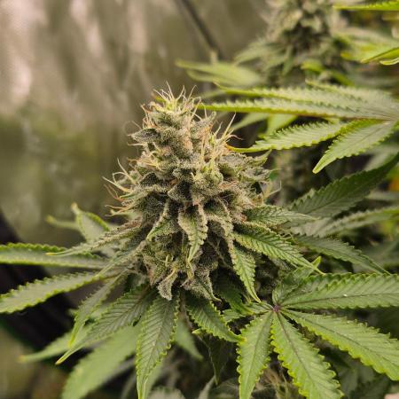 Geist Grow – Geist Grow OG S1