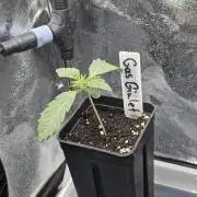 Gas Gimlet - Wizard Trees #3