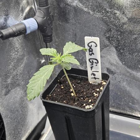 Gas Gimlet - Wizard Trees #3