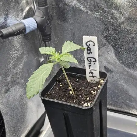 Gas Gimlet - Wizard Trees #3