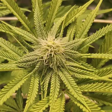 Sugar Cane - In House Genetics