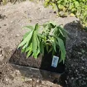 Strawberry Guawa - Guerilla Grow