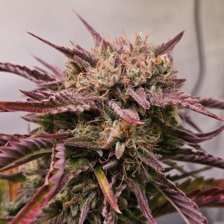 Sour Lilac Diesel Auto - Winter Basement Grow