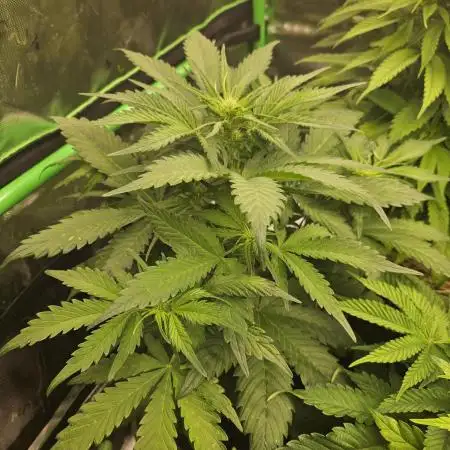Gorilla Cookies Auto - Winter grow
