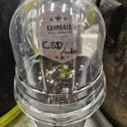 California Sour Diesel Auto Winter grow