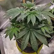 Honeycomp Pave - Compound - Winter Grow