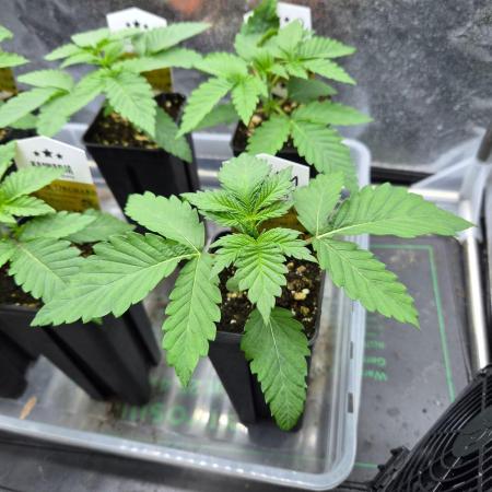Honey Bear #1 - Humboldt Seed Company