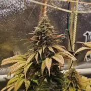 Cherry Dream - Kannabia - Winter Grow