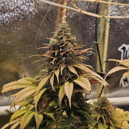 Cherry Dream - Kannabia - Winter Grow