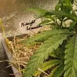 Midnight Lemonade - HNNY HMP