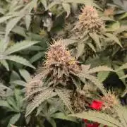 Slushberry Mintz - Outdoor vs Indoor