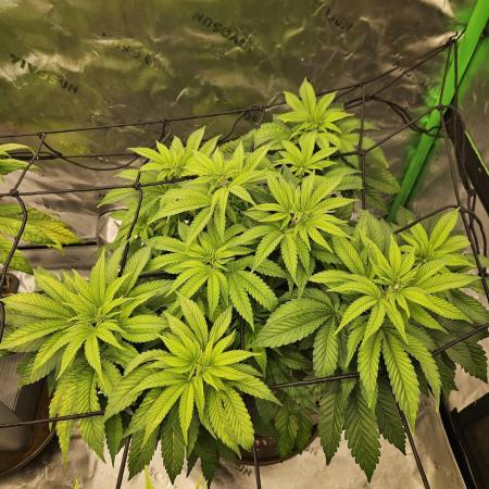 Candy Clouds - Nordkraut