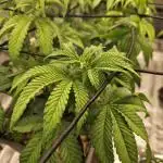 Sugar Cane #2 - In House Genetics