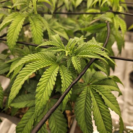 Sugar Cane #2 - In House Genetics