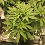Celery Mutation - Lemon Orange