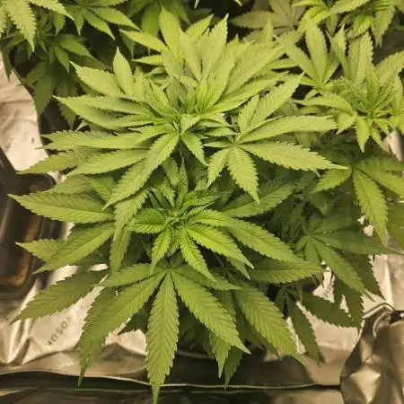 Celery Mutation - Lemon Orange