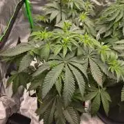 Honey Bear #1 - Humboldt Seed Company