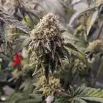 Bohemian Raspberry #1 - Dopeseeds