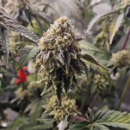 Bohemian Raspberry #1 - Dopeseeds
