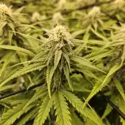 Mimosa Dream - Kannabia