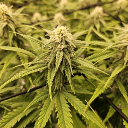 Mimosa Dream - Kannabia