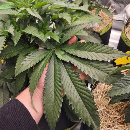 Geist Grow – Geist Grow OG S1