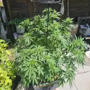Slushberry Mintz - Outdoor vs Indoor