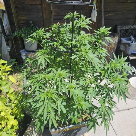 Slushberry Mintz - Outdoor vs Indoor