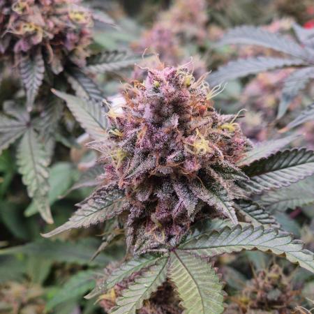 Slushberry Mintz - Outdoor vs Indoor