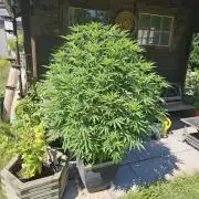 Slushberry Mintz - Outdoor vs Indoor