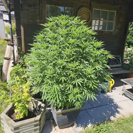 Slushberry Mintz - Outdoor vs Indoor