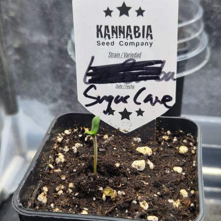 Sugar Cane #3 - In House Genetics