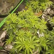 Geist Grow – Geist Grow OG S1