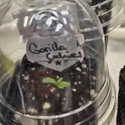 Gorilla Cookies Auto - Winter grow