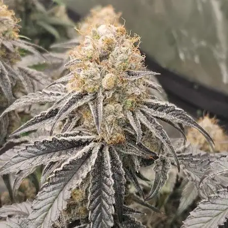 Merengon #2 -  Black Tuna Seeds